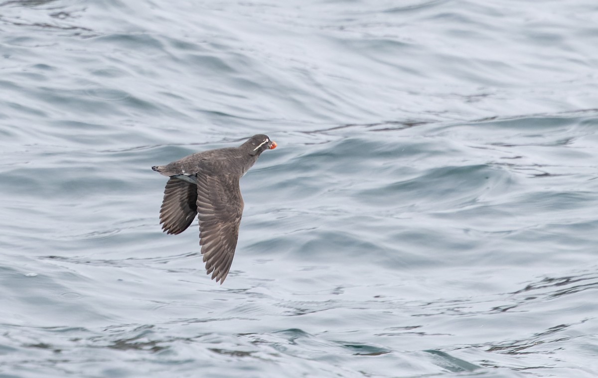 Parakeet Auklet - ML643347671