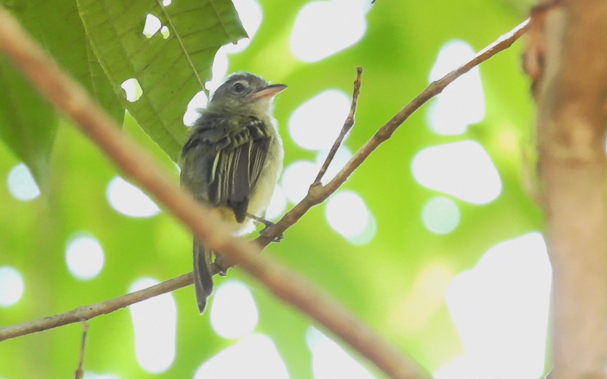 Yellow-margined Flatbill (examinatus) - ML643347673