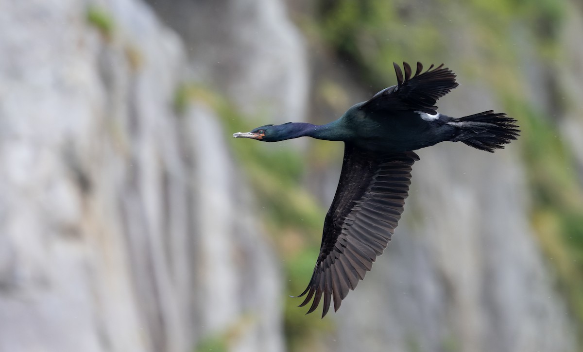 Pelagic Cormorant - ML643347674