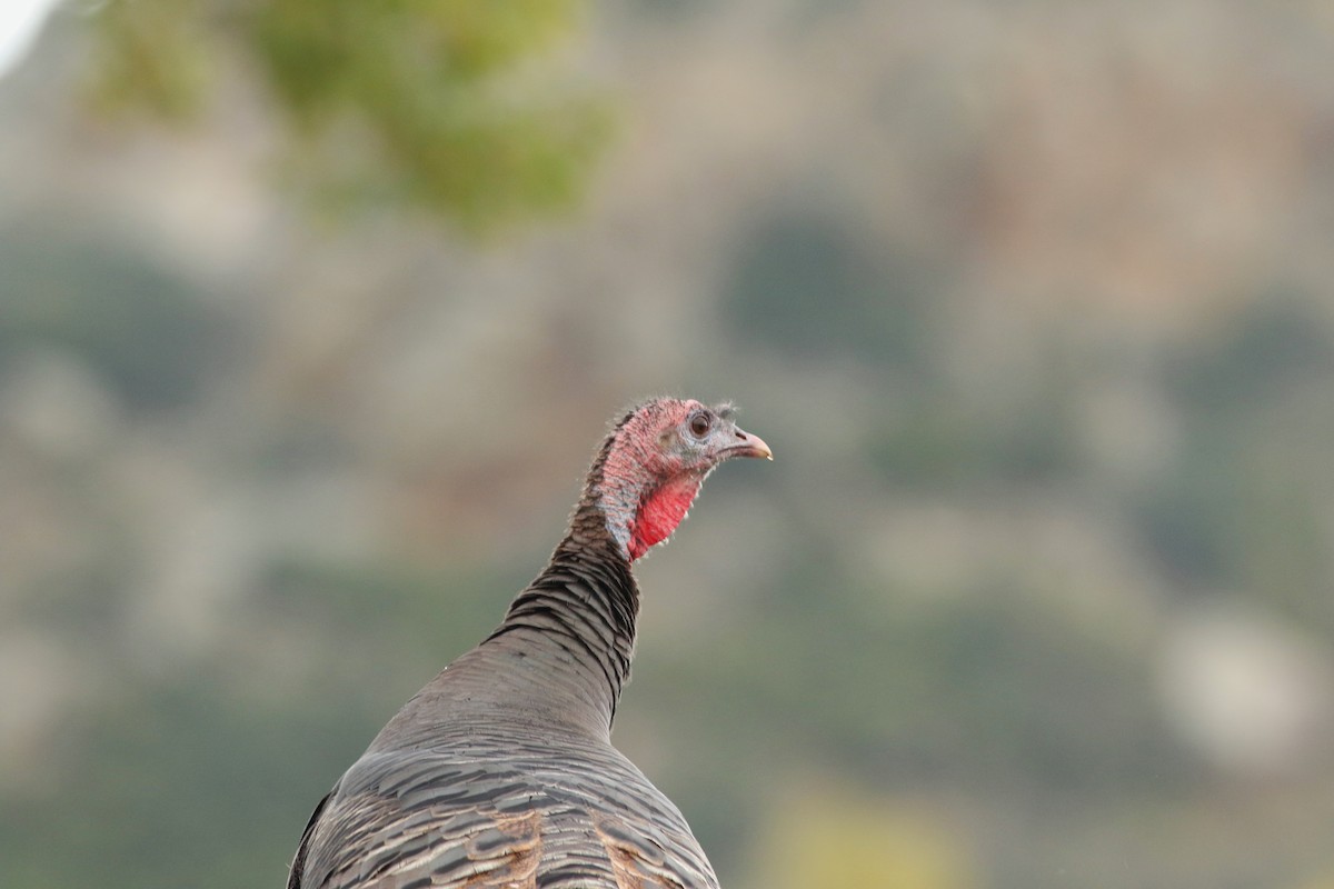 Wild Turkey - ML643347680