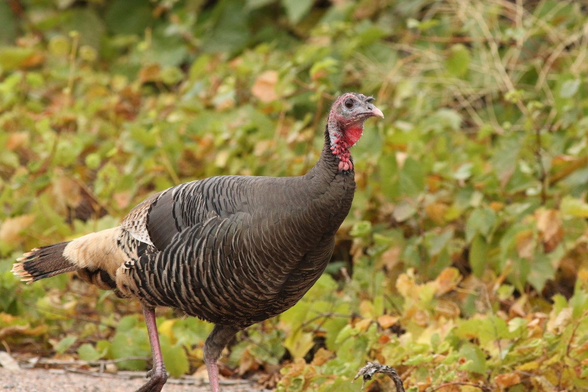 Wild Turkey - ML643347681