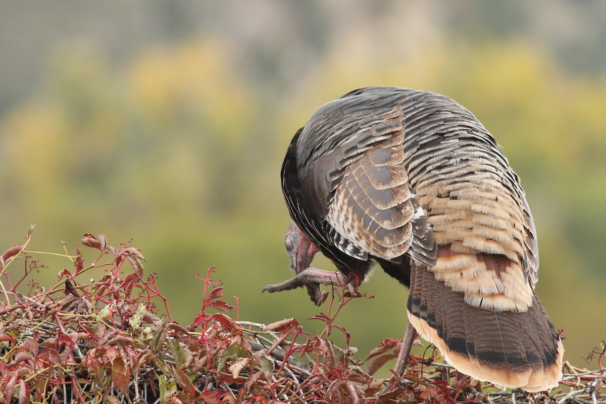 Wild Turkey - ML643347682