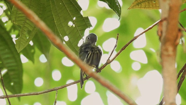 Yellow-margined Flatbill (examinatus) - ML643347688