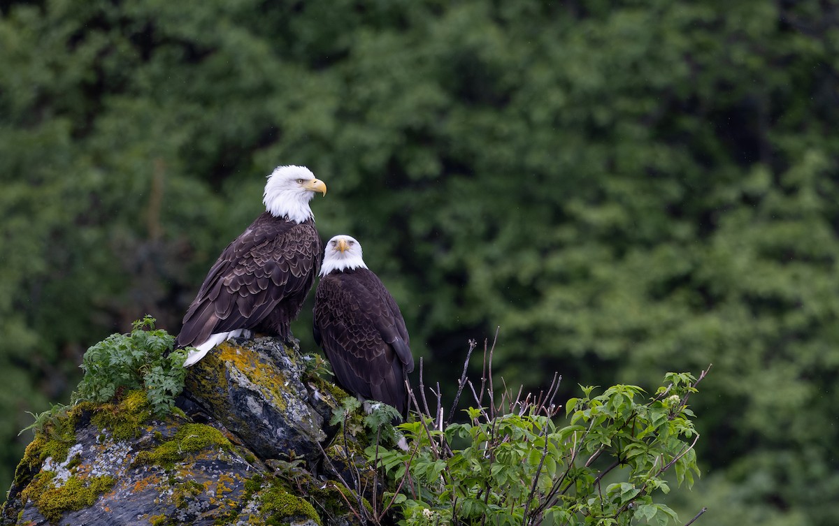 Bald Eagle - ML643347697