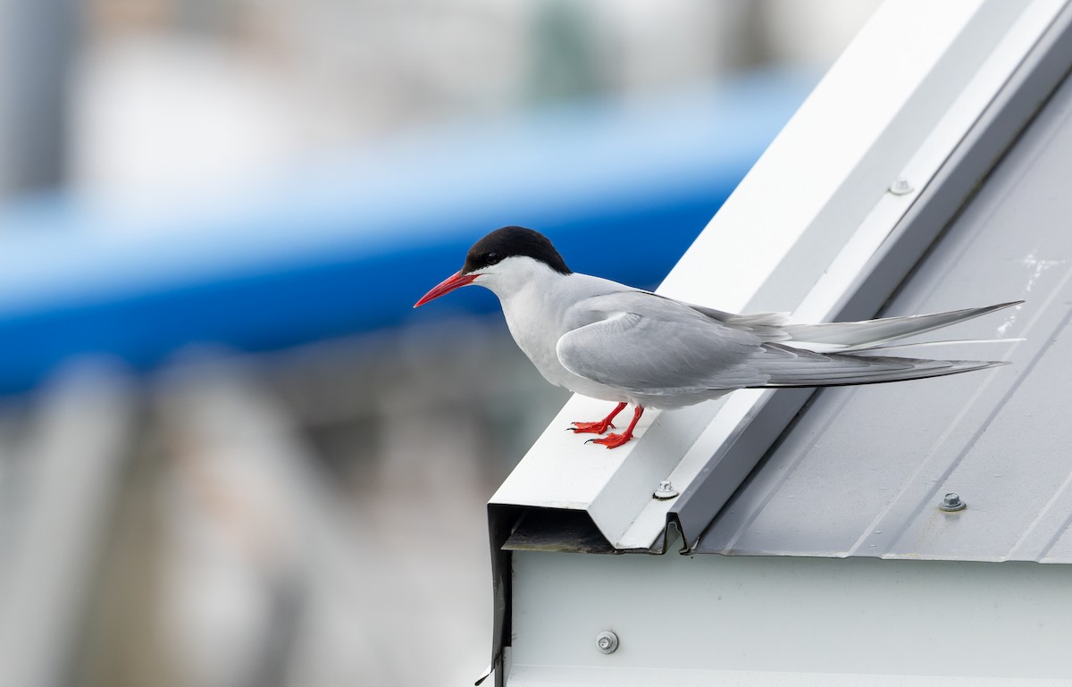 Arctic Tern - ML643347712