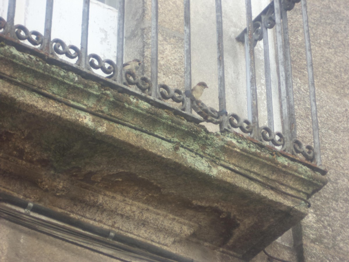 Serçe - ML643347720