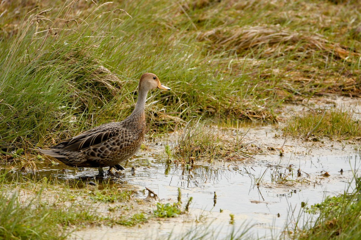 Yellow-billed Pintail - ML643347781