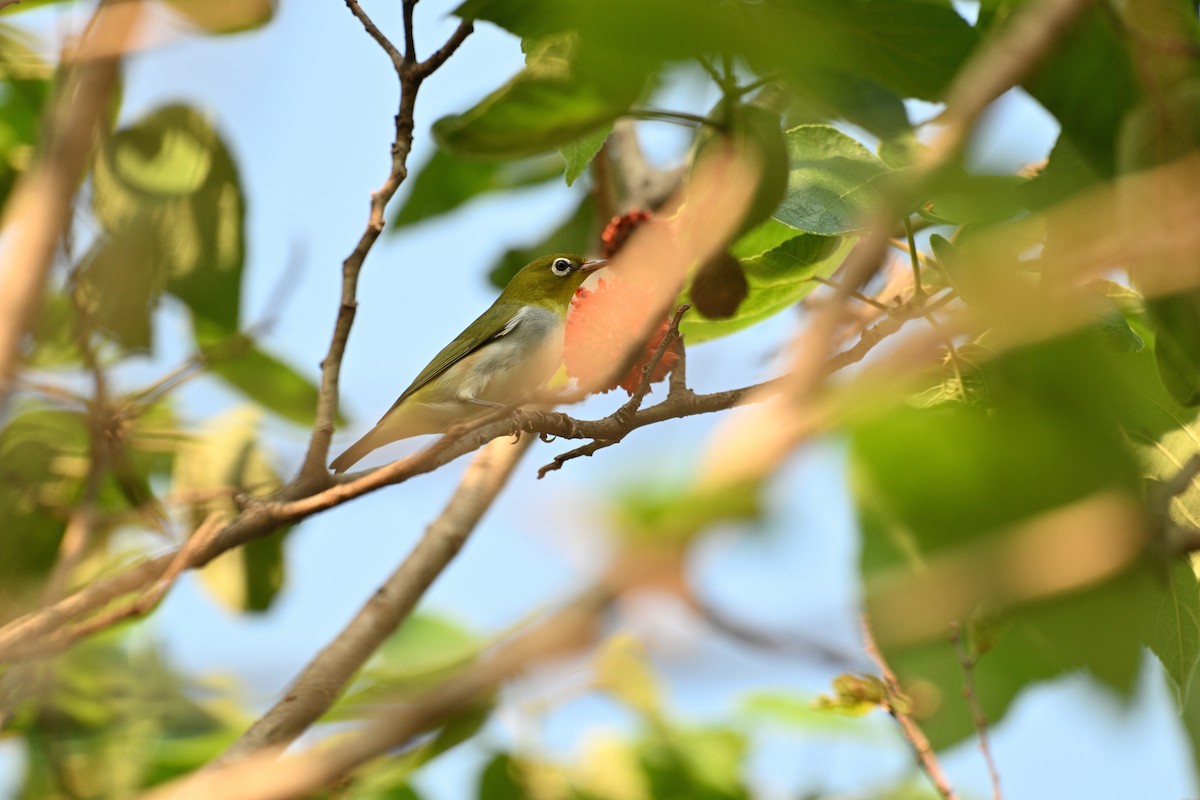 Chestnut-flanked White-eye - ML643347799