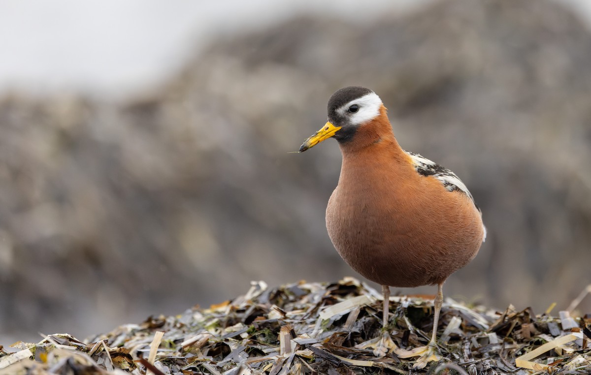 Red Phalarope - ML643347805
