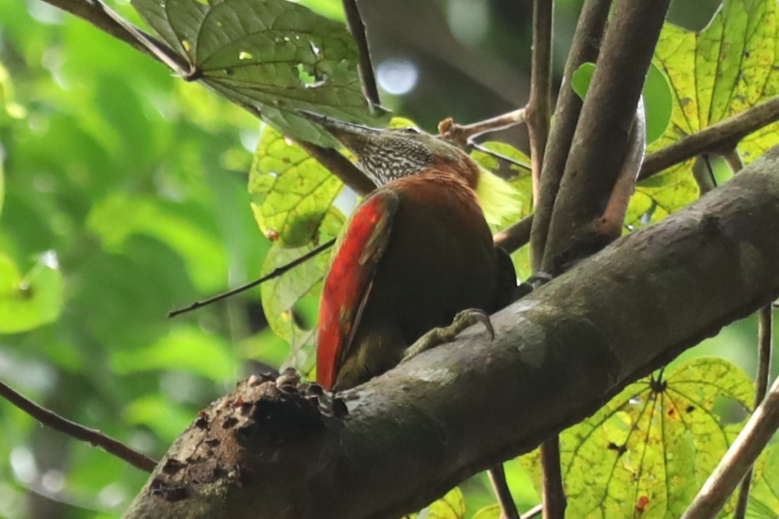 Checker-throated Woodpecker - ML643347806