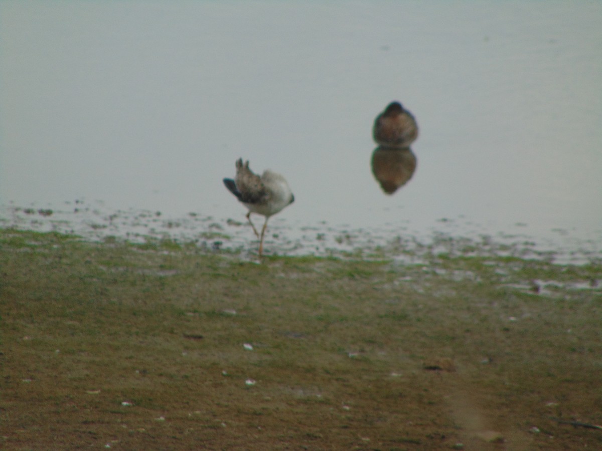 Combattant varié - ML643347820