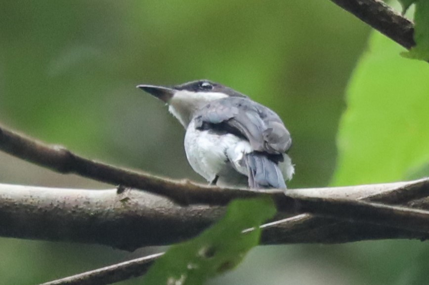 Black-winged Flycatcher-shrike - ML643347825