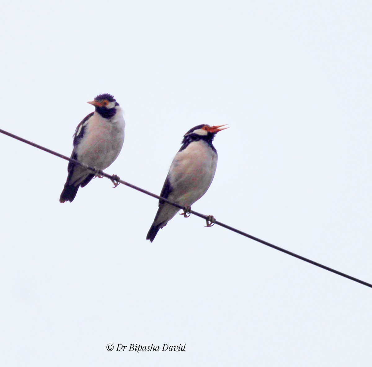 Indian Pied Starling - ML643347828