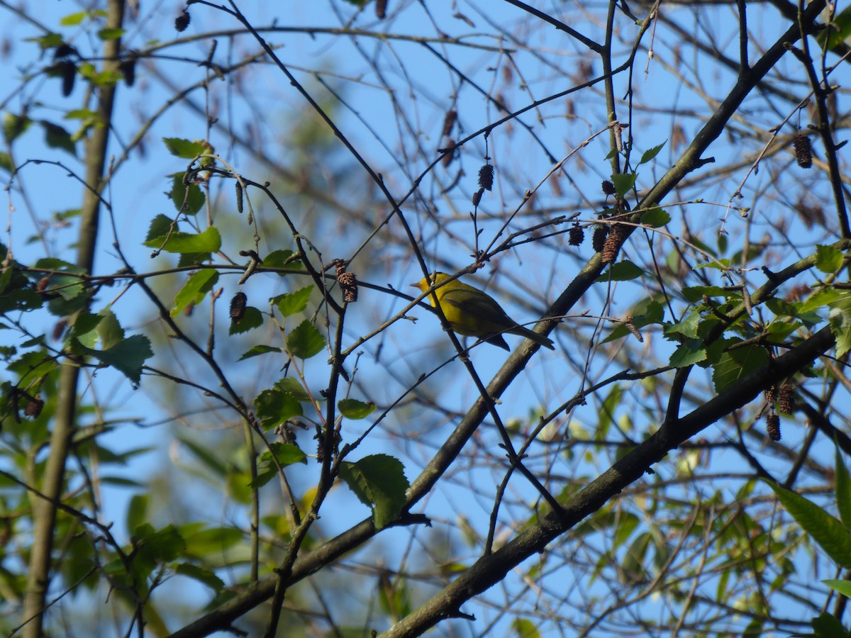 Wilson's Warbler - ML643347829