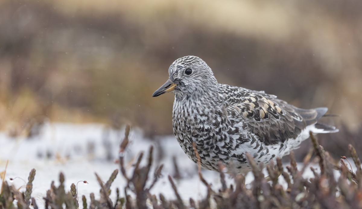 Surfbird - ML643347830