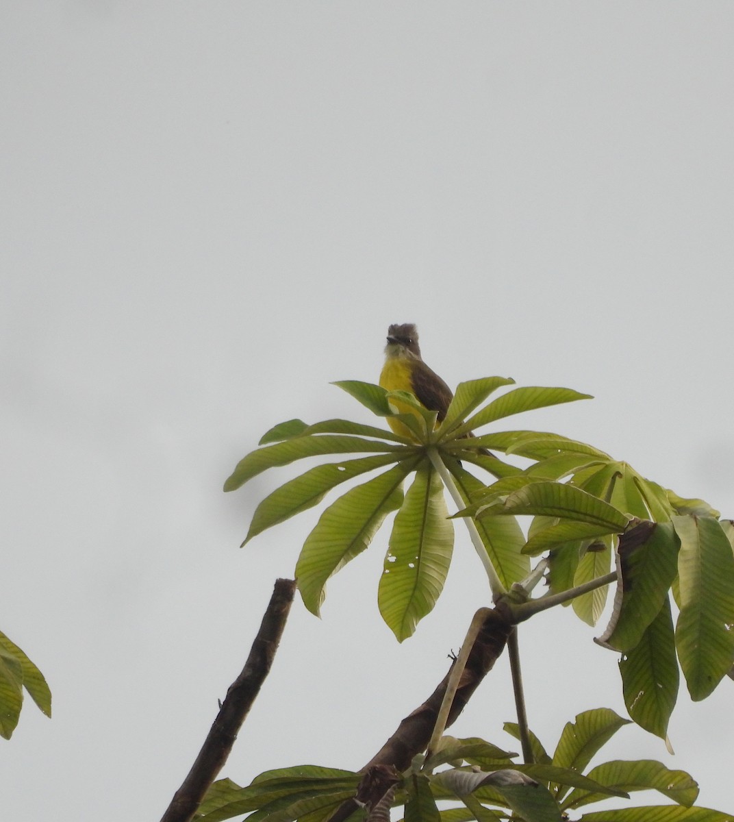 Gray-capped Flycatcher - ML643347837