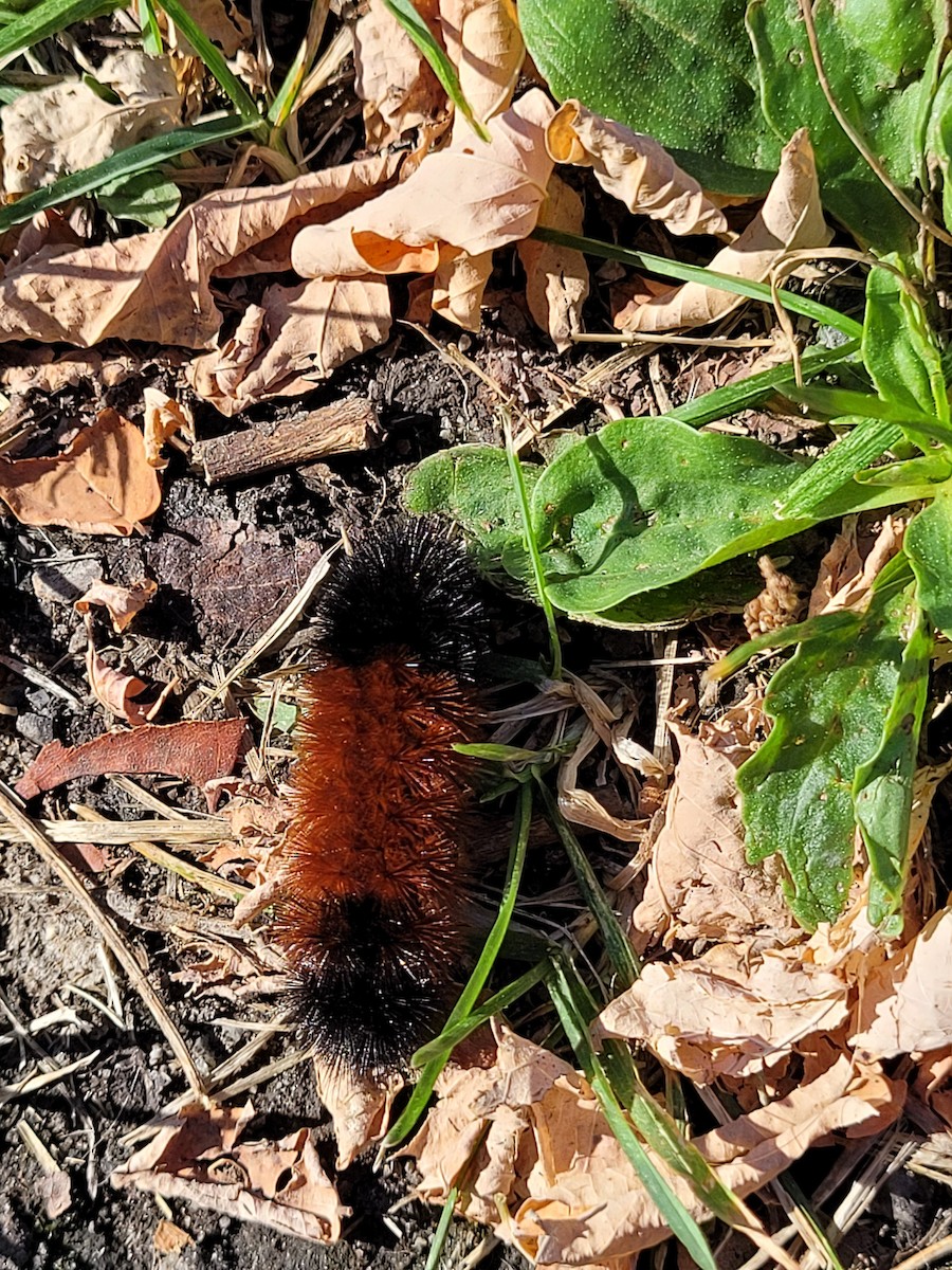 Animals - ML643347840