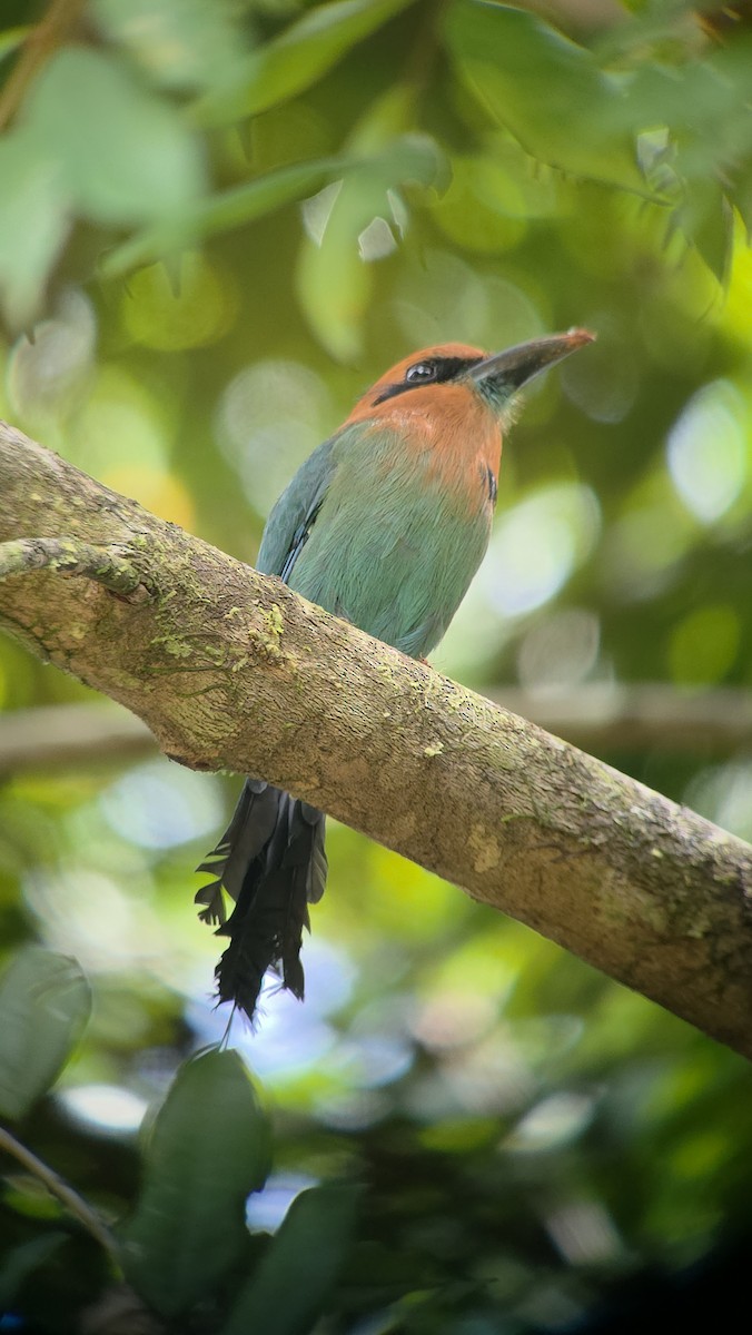 Broad-billed Motmot - ML643347842
