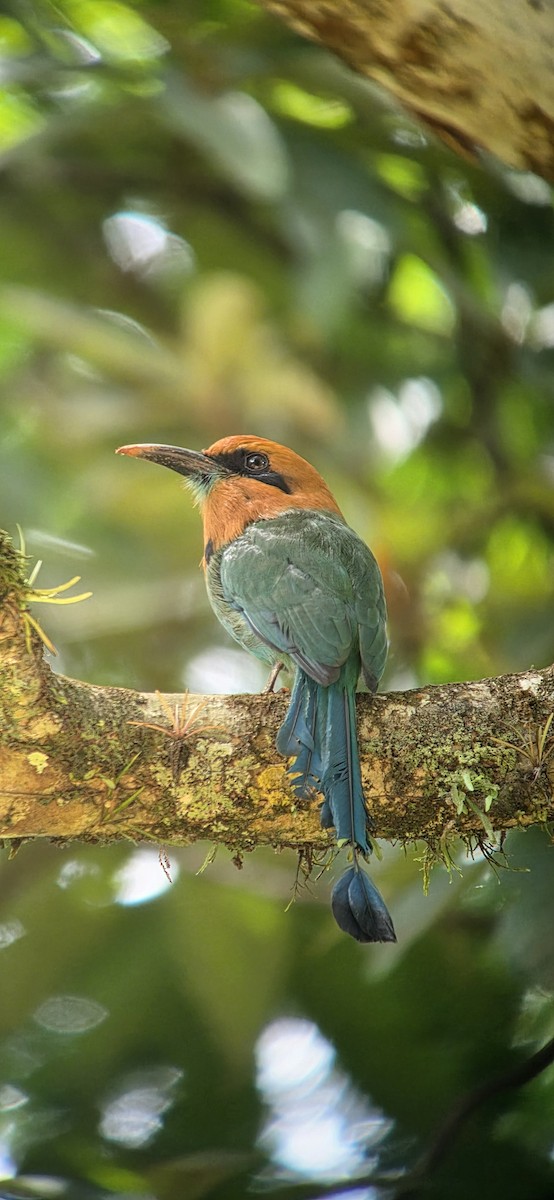 Broad-billed Motmot - ML643347843