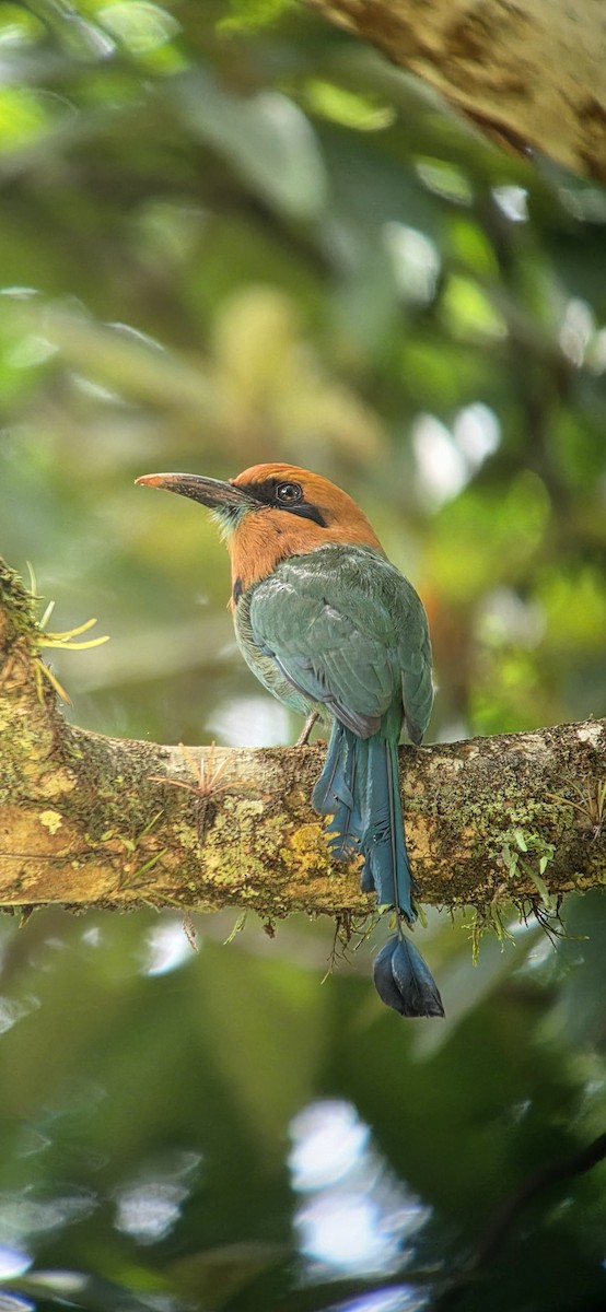 Broad-billed Motmot - ML643347844