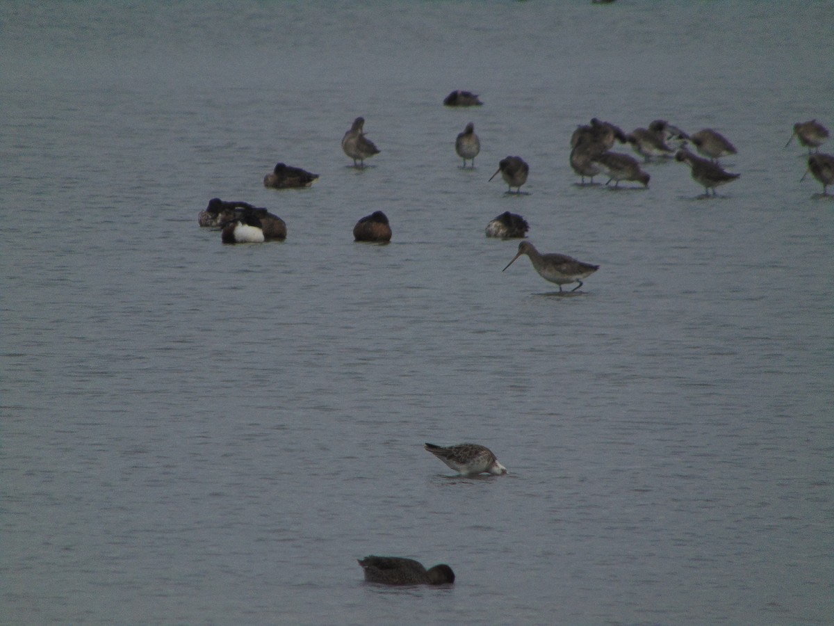 Combattant varié - ML643347847