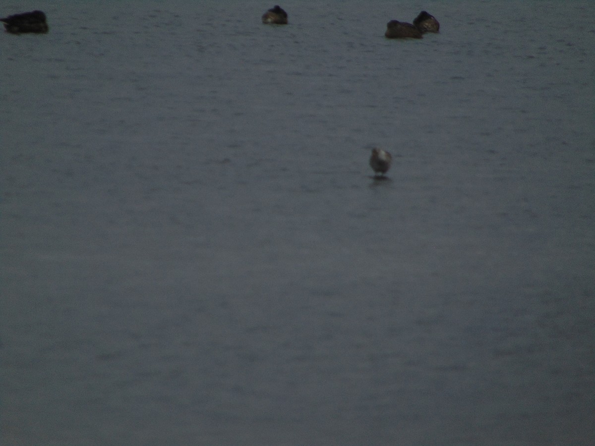 Combattant varié - ML643347848