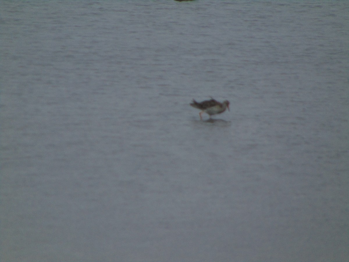 Combattant varié - ML643347849