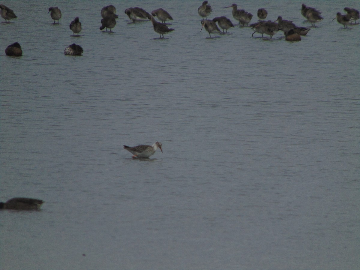 Combattant varié - ML643347850