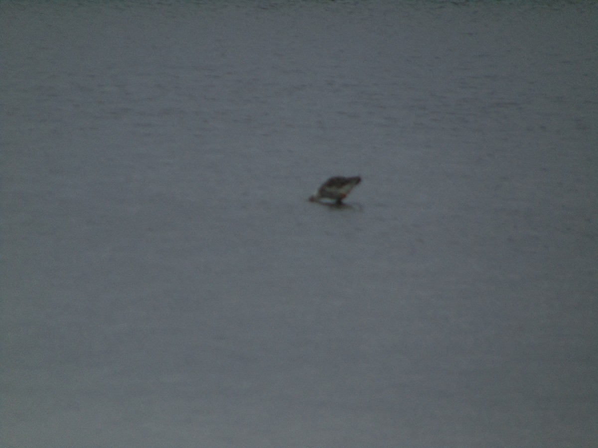 Combattant varié - ML643347851