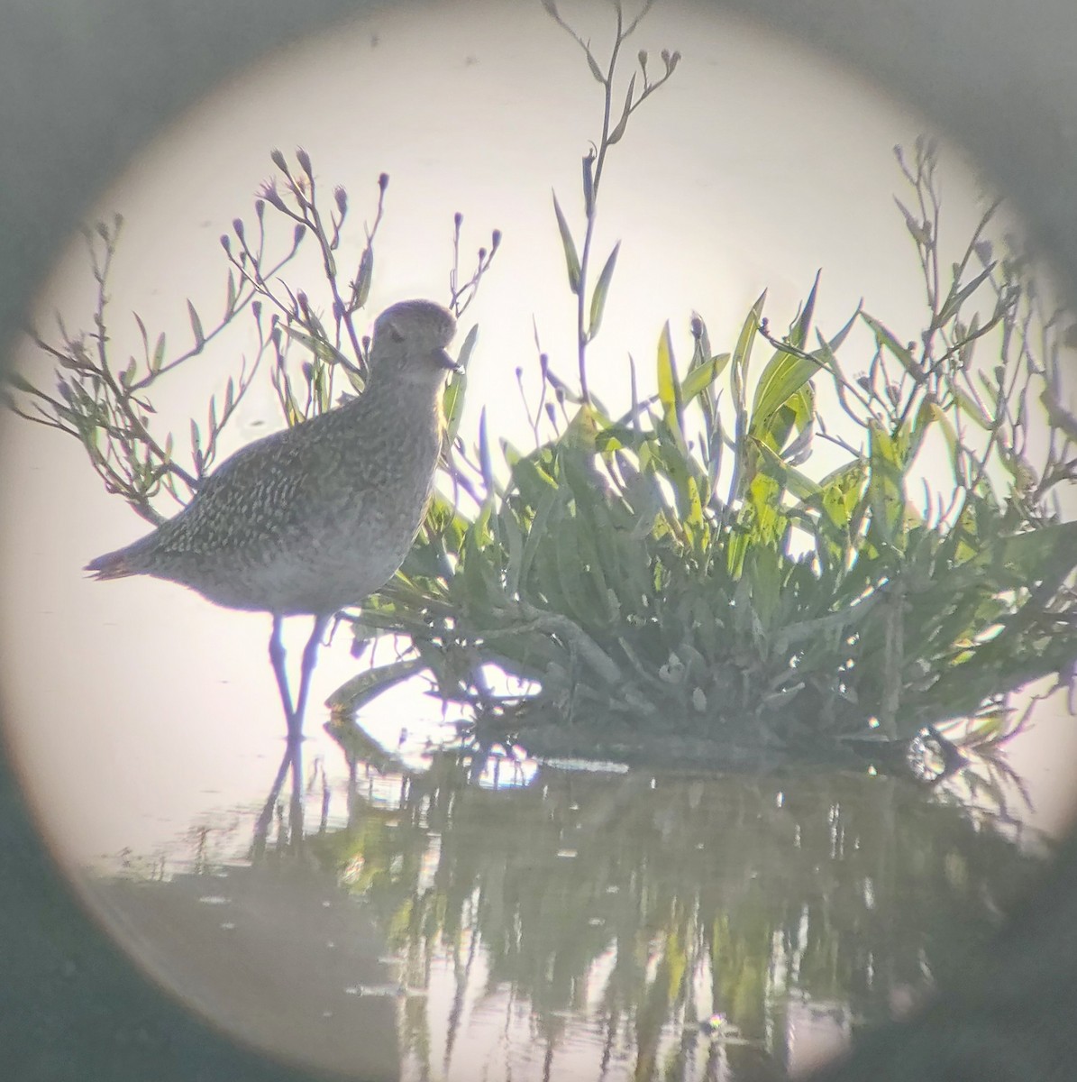 European Golden-Plover - ML643347852