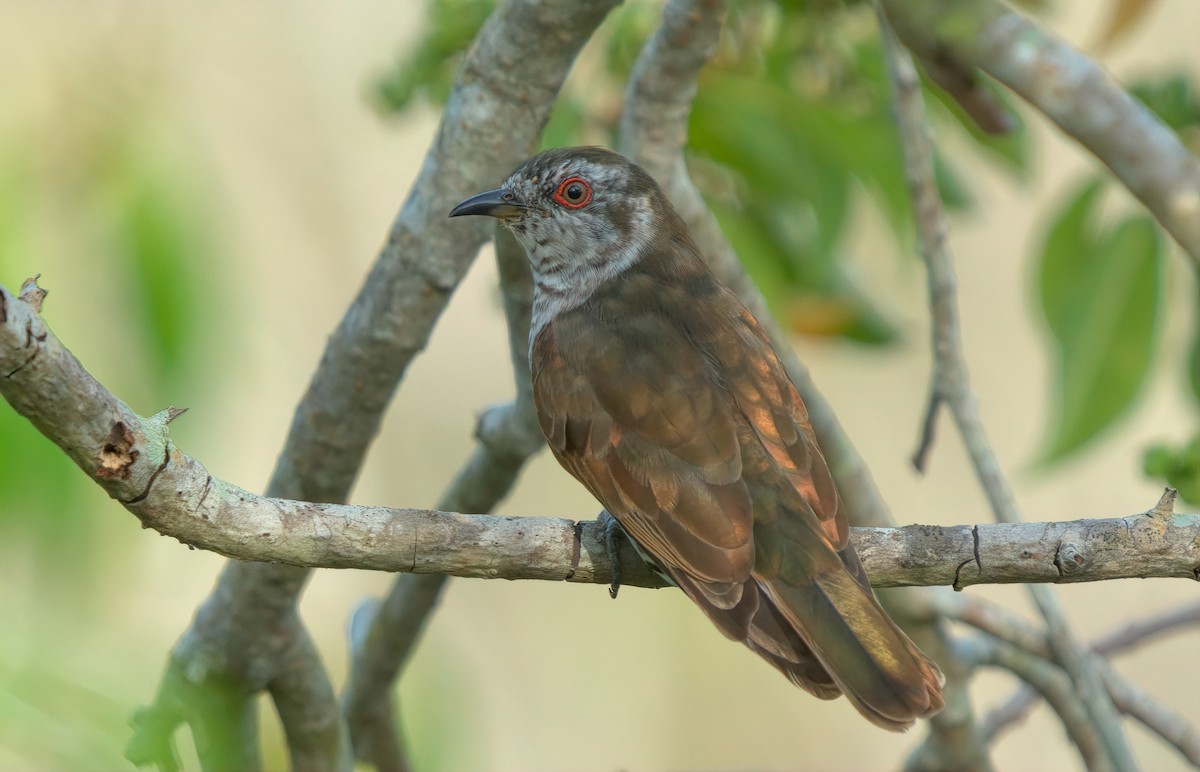 アカメテリカッコウ - ML643347854