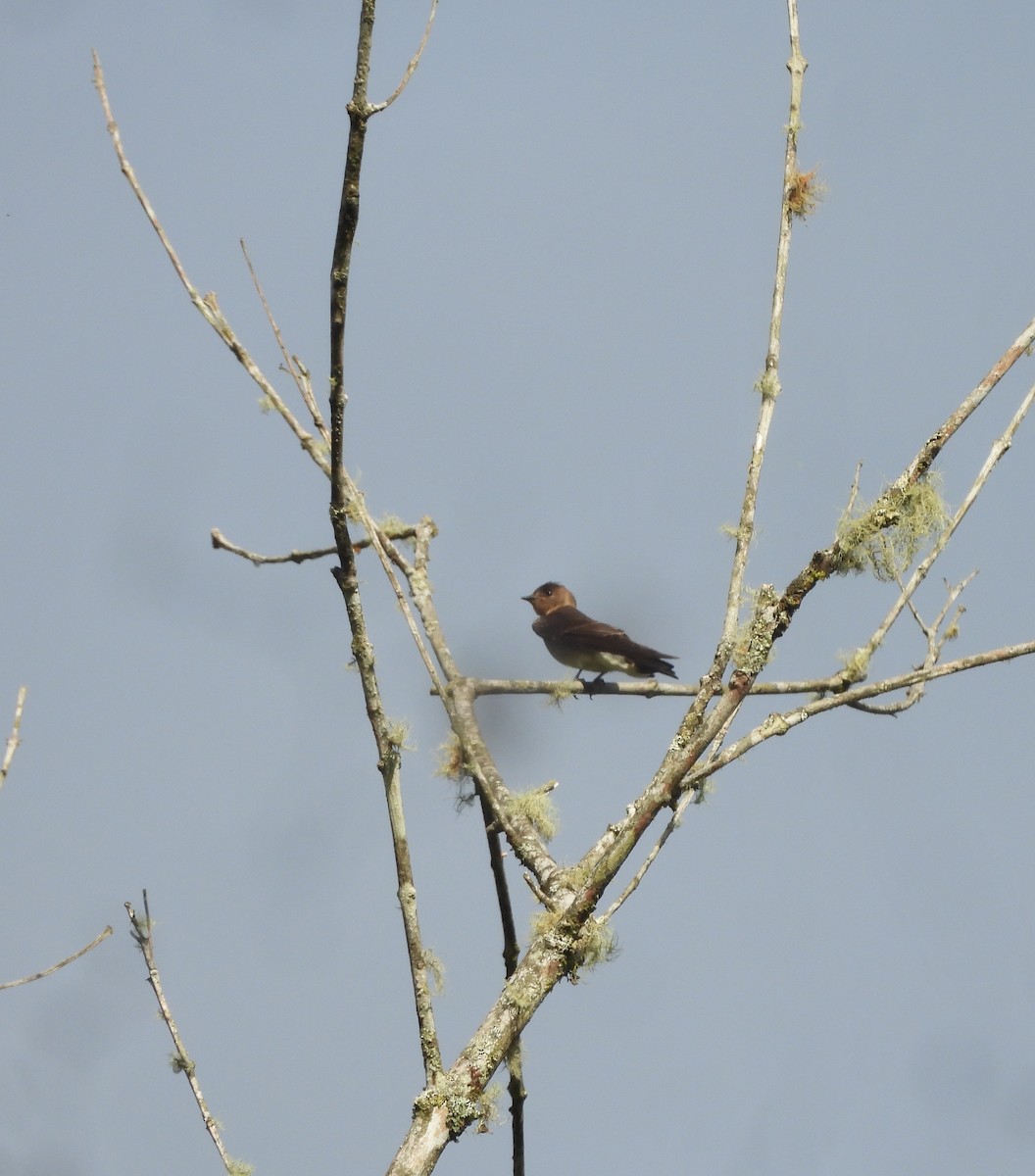 Southern Rough-winged Swallow - ML643347857