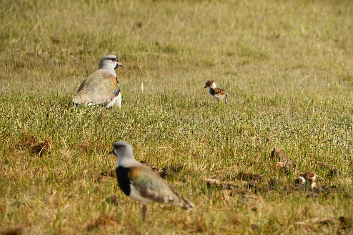 Southern Lapwing - ML643347863