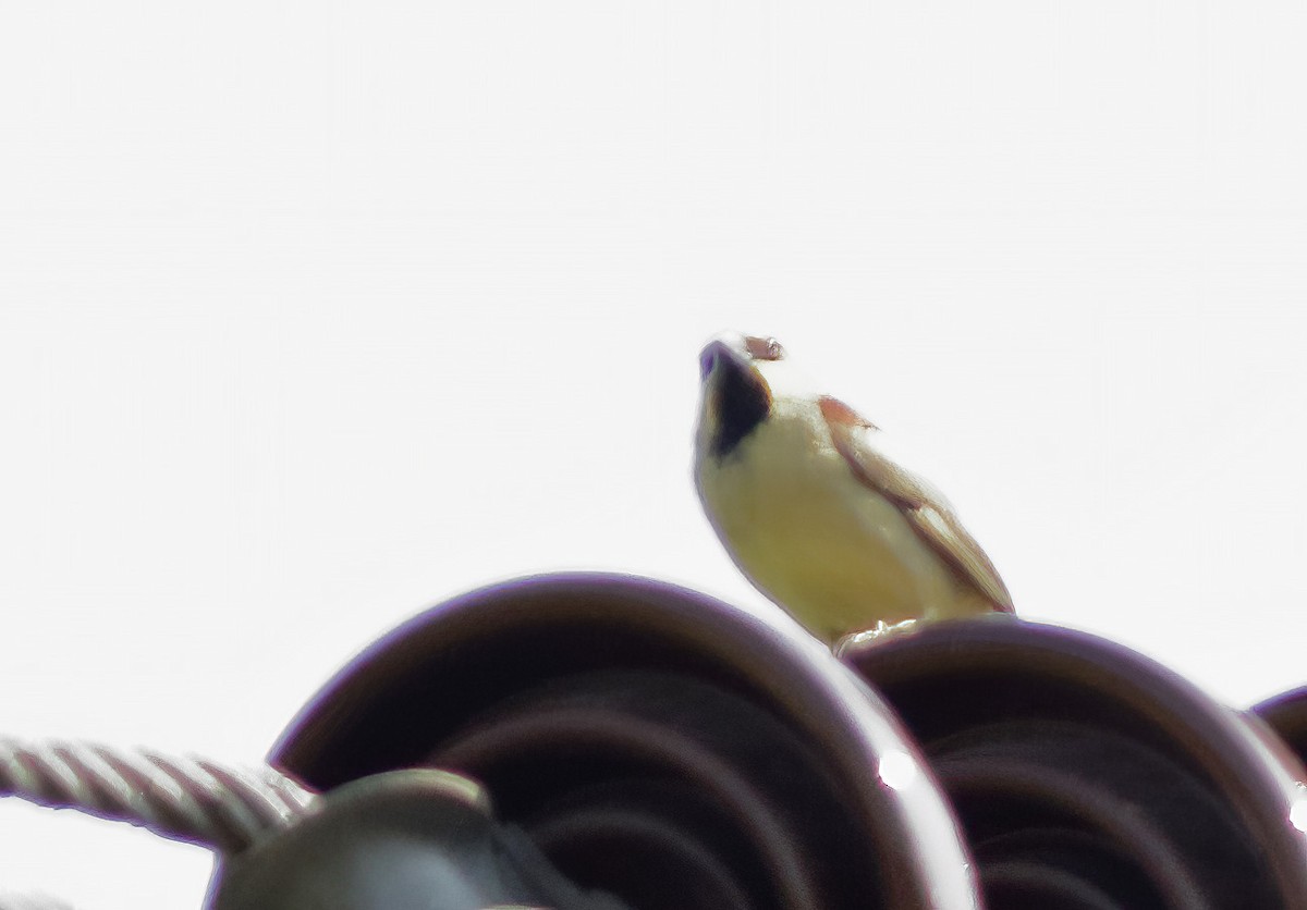 Plain-backed Sparrow - ML643347864