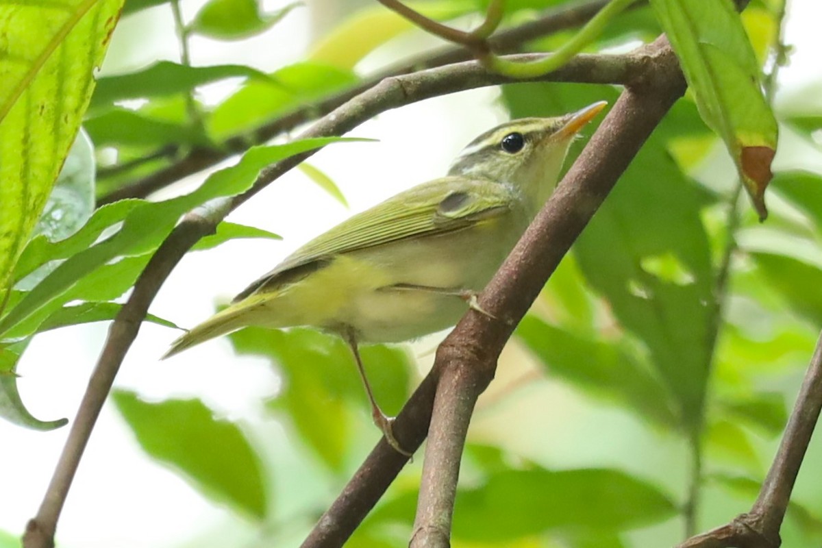 Eastern Crowned Warbler - ML643347865