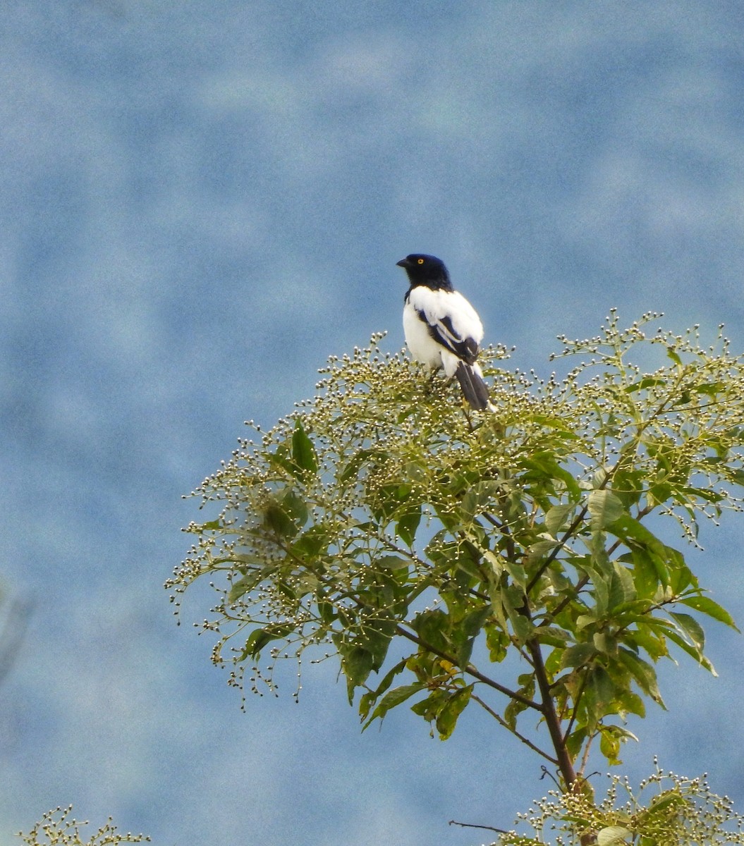 Magpie Tanager - ML643347873