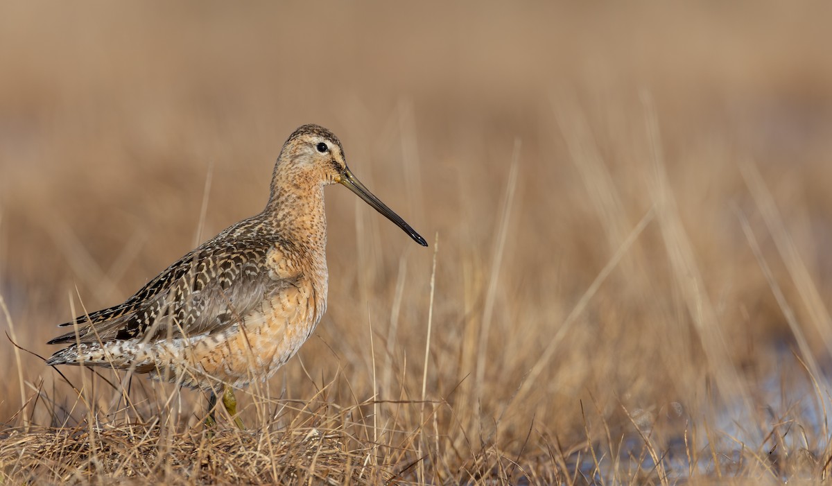 Long-billed Dowitcher - ML643347874