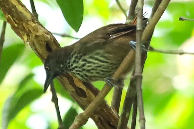 Chestnut-rumped Babbler - ML643347875