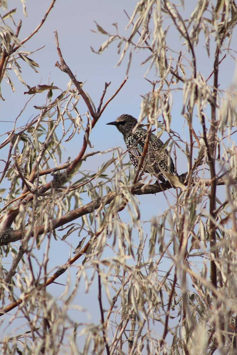 European Starling - ML643347882