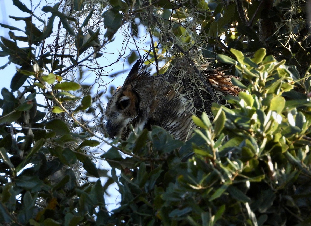 Great Horned Owl - ML643347889