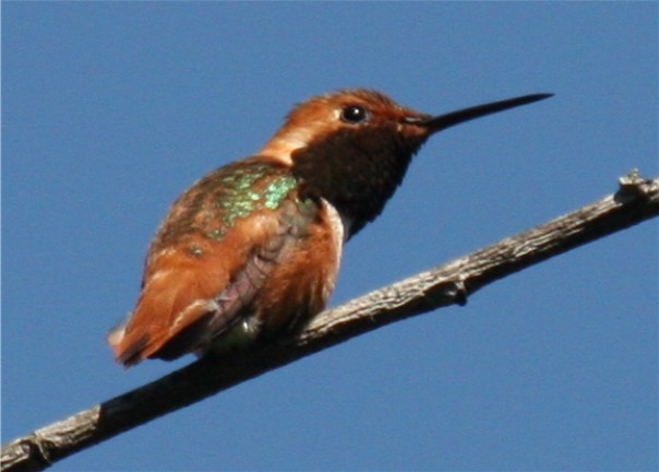 Rufous/Allen's Hummingbird - ML643347895