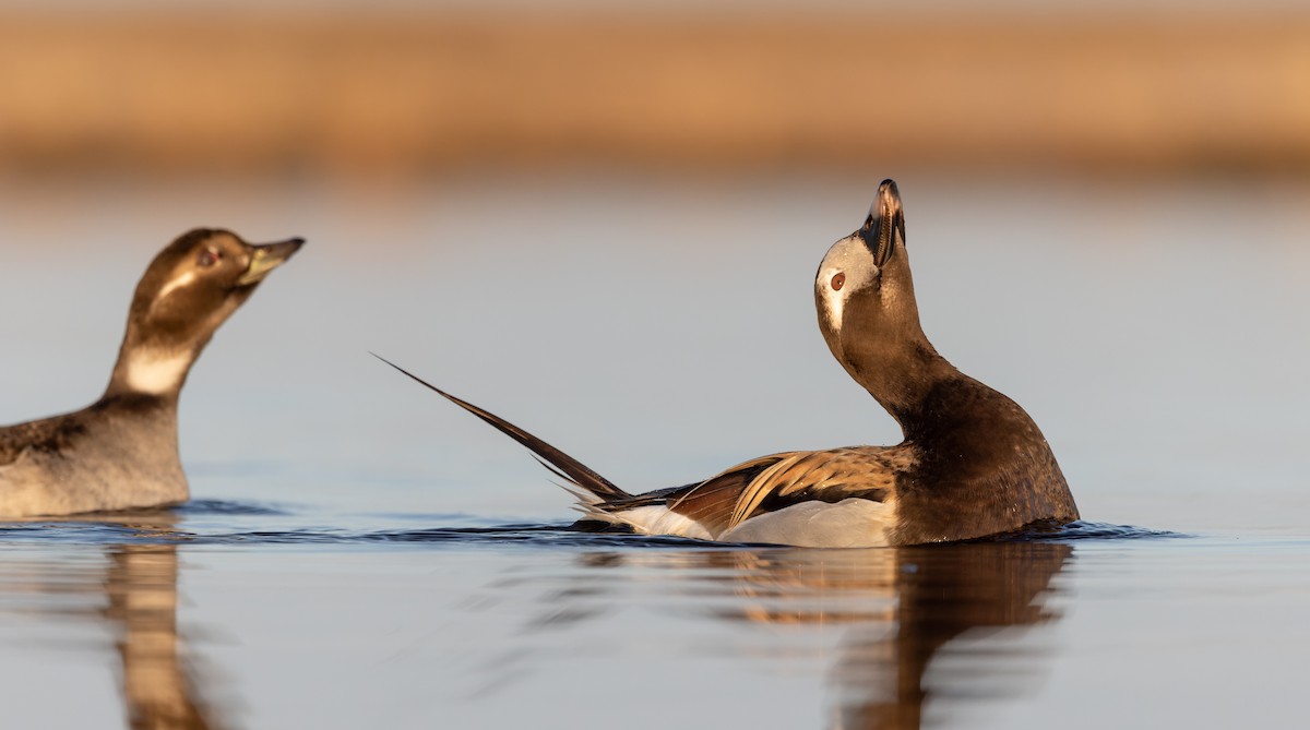 Long-tailed Duck - ML643347897