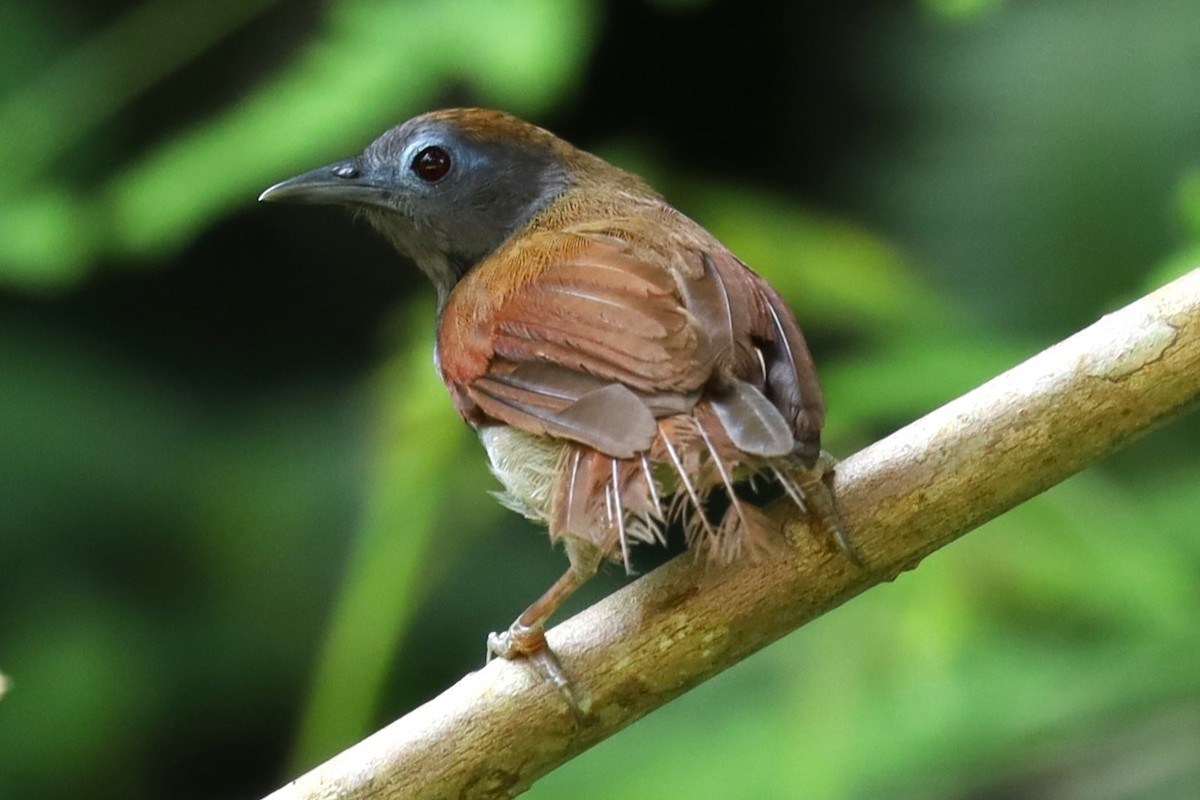 Timalí Alirrojo - ML643347898