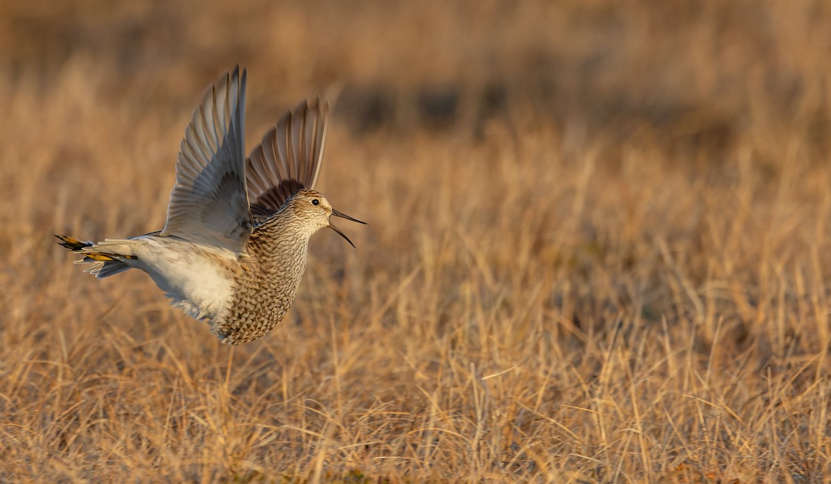 Pectoral Sandpiper - ML643347903