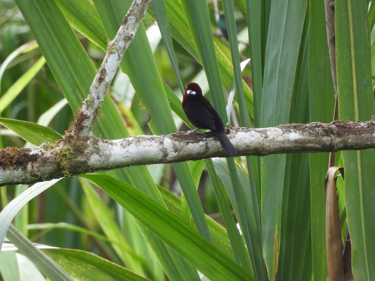 Silver-beaked Tanager - ML643347916