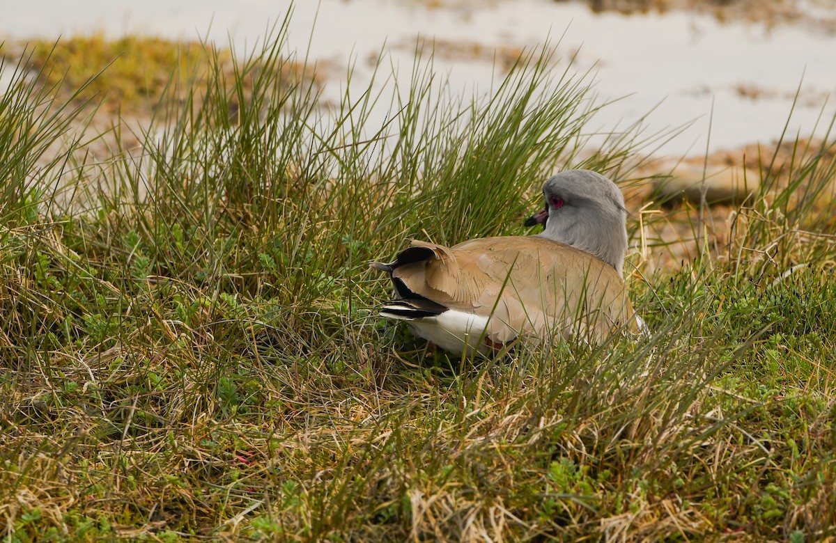 Southern Lapwing - ML643347917