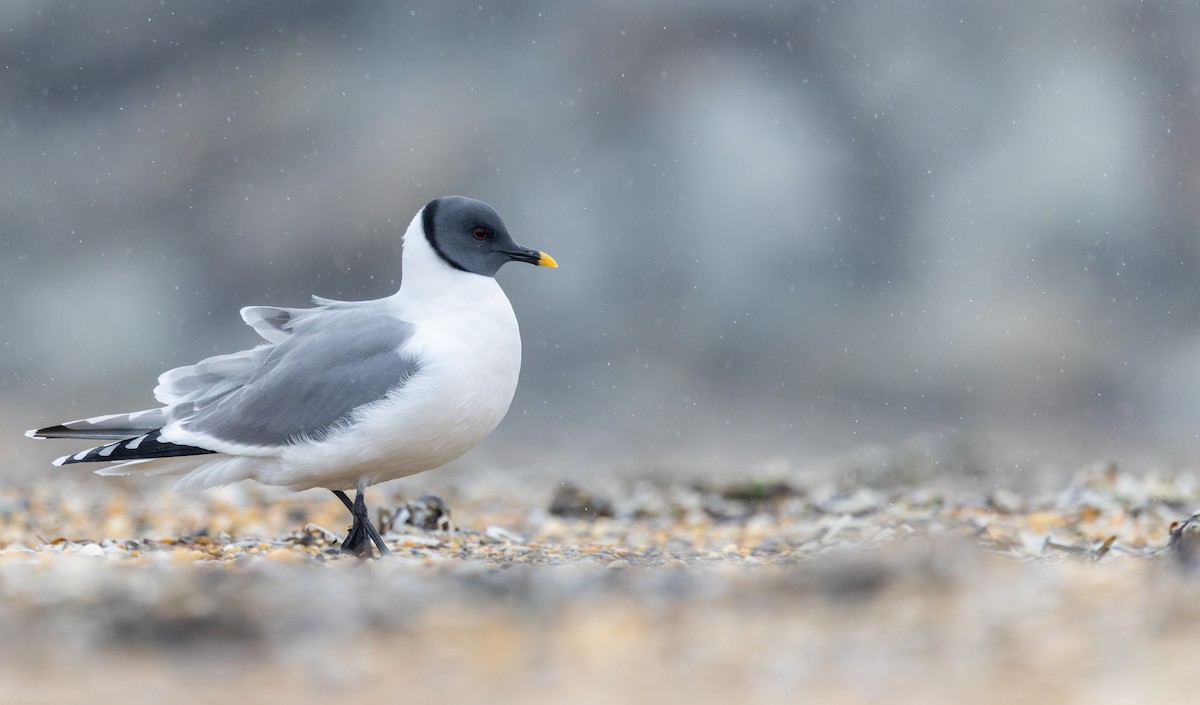 Sabine's Gull - ML643347932