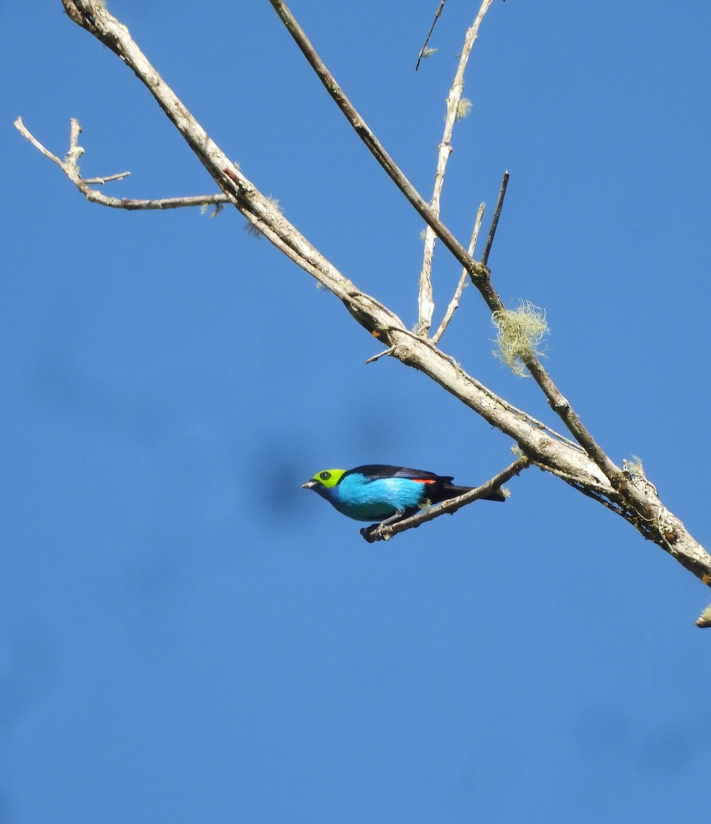Paradise Tanager - ML643347941