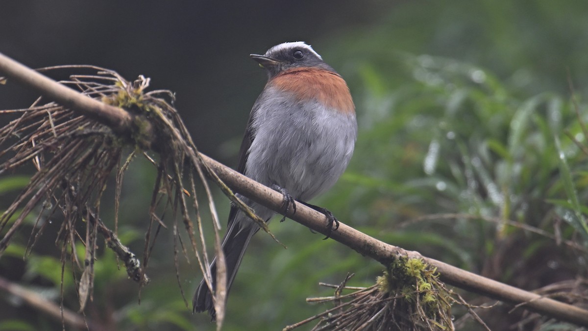 Rufous-breasted Chat-Tyrant - ML643347943