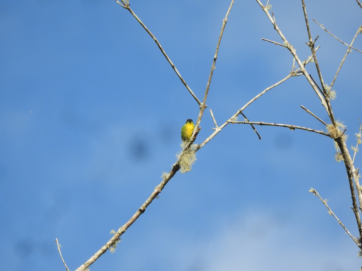 Танагра золотогруда - ML643347952